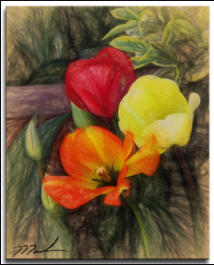 Sketched Tulips  