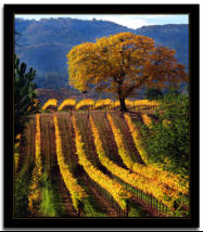Fall in the Vineyard 