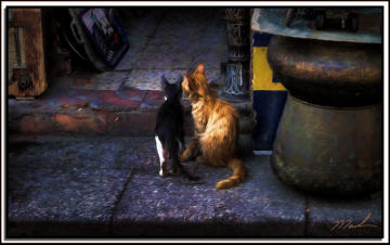 Cat Talk - Cairo