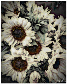 White Sunflowers