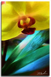 Window Orchid 