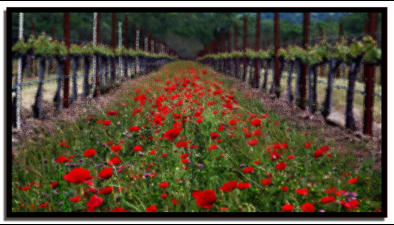 Vineyard Poppies