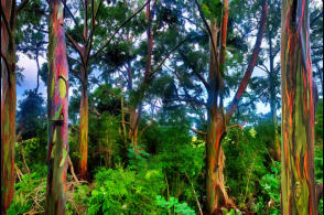 Rainbow Eucalyptus Maui