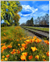 Rail Road Poppies