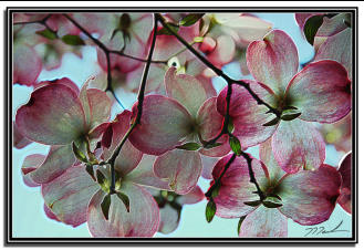 Dogwood Blossoms 