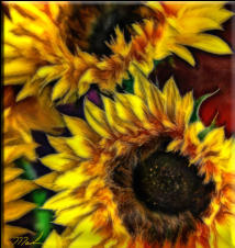 12x12 Sunflowers on Metal