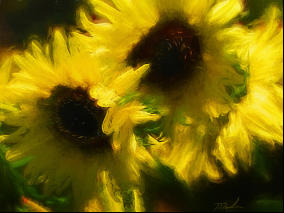 12x18 Brushed Sunflowers on Metal