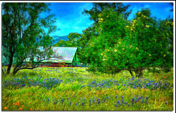 Lupine and Poppies - Textured Image