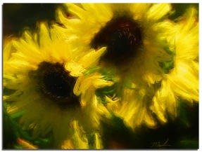 Dry Brushed Sunflowers