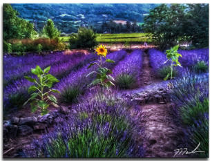 Late Afternoon Lavender 