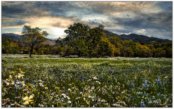 Late Afternoon Meadow