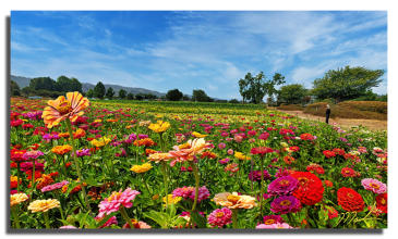 Zinnia Fields