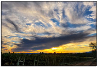 Vineyard Sunset