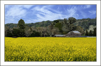 Mustard on Petaluma Hill Road