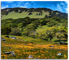 Mt Burdell in Spring