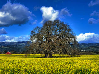 Oaks Mustard & Red Barn