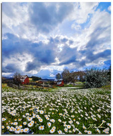 Red Barn & Chamomile 