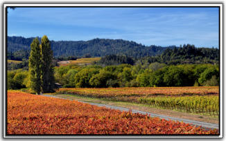 Fall Vineyard Eastside Rd