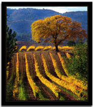 Fall in the Vineyard 