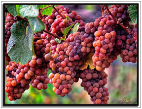 Red Grapes