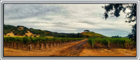 Vineyards & Kunde's Hill