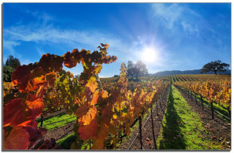 Back lit Vines 