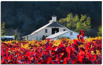 The Barn Wore Red