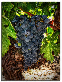 Cabernet Grapes