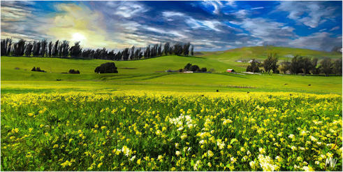 Spring in the Petaluma Hills   (12x24 on canvas)