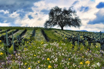 Spring Wildflowers