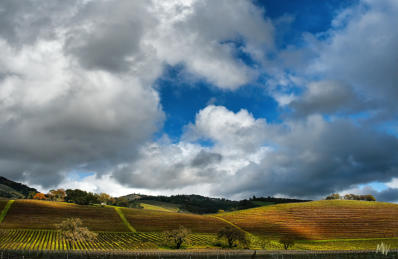 Big Clouds over Kunde Vineyards