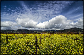 Big Cloud Mustard