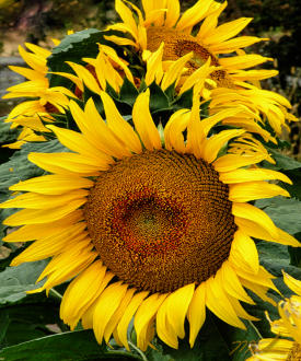 Bold Sunflowers