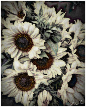 White Sunflowers