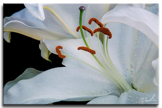 Casa Blanca Lily