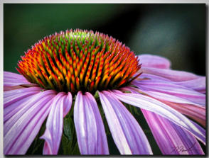 Echinacea 