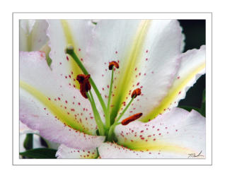 White Stargazer Lily