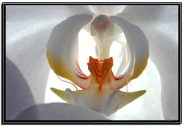 White Orchid