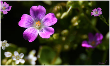 Tiny Wildflowers 