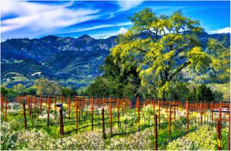 Calistoga Oak / Vineyard   (24x36 on canvas)