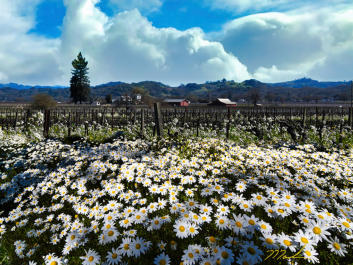 Chamomile Vineyard (30x48 on canvas)