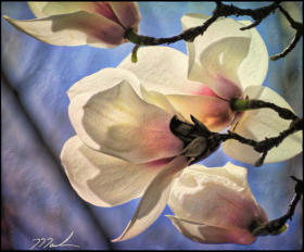 Magnilia Blossoms 18x24 on Canvas