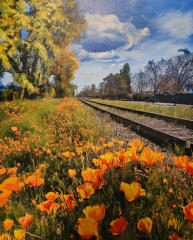 Poppy & Tracks 16x20 on canvas