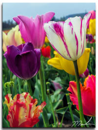 Mixed Tulip Row