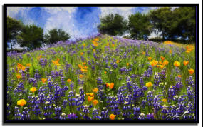 Poppies & Lupine Oh My 