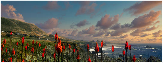 Shell Beach Trail