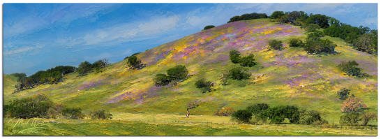 Super Bloom in Marin Hills